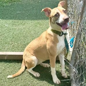 A light brown dog with white markings on its face, chest, and paws, wearing a green collar, sitting on artificial grass next to a chain-link fence.