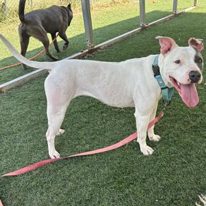 Stella, adult, available for adoption