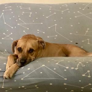 Rocky, Mixed Breed (Medium), adult, available for adoption