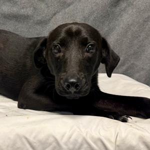 Bear, Mixed Breed (Small), puppy, available for adoption