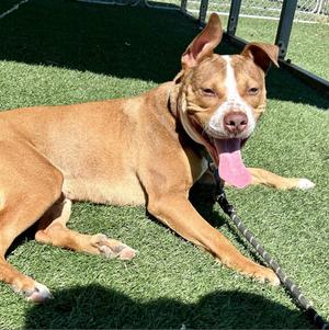 Groot, Mixed Breed (Medium), adult, available for adoption