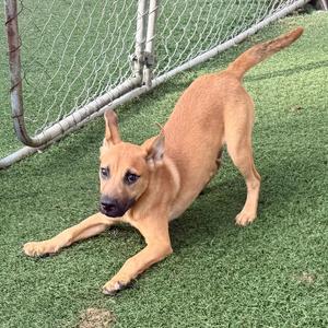 A brown dog with a black nose and pointed ears is stretching on green artificial grass in front of a chain-link fence.