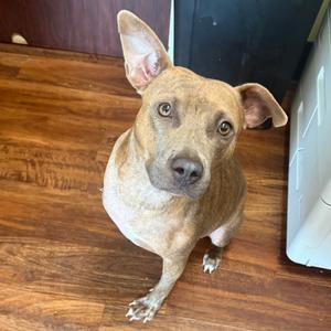 Baby Girl, Mixed Breed (Medium), adult, available for adoption