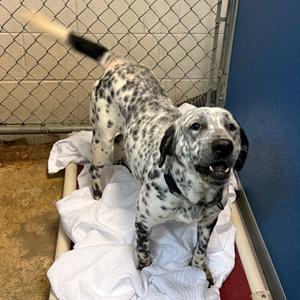 Birdy, Mixed Breed (Medium), adult, available for adoption