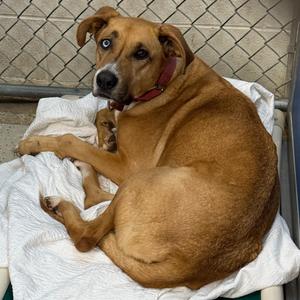 Buffy, Mixed Breed (Large), adult, available for adoption