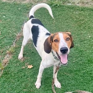 A brown and white dog with floppy ears and a black patch on its back is standing on a grassy lawn, looking up with its mouth open and tongue out.