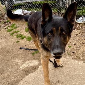 Alex, Mixed Breed (Large), adult, available for adoption
