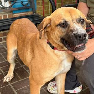 Reba, Mixed Breed (Large), adult, available for adoption