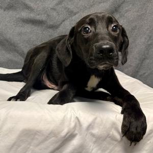 Heidi, Mixed Breed (Small), puppy, available for adoption