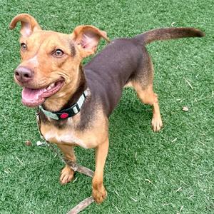A brown and black dog with a happy expression, standing on green grass.