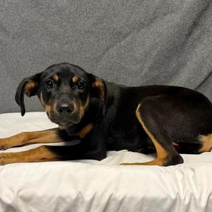 Hallie, Mixed Breed (Small), puppy, available for adoption