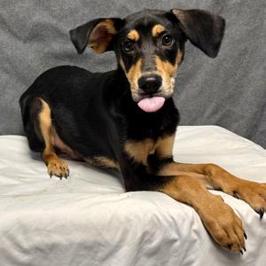 Bruno, Mixed Breed (Small), puppy, available for adoption