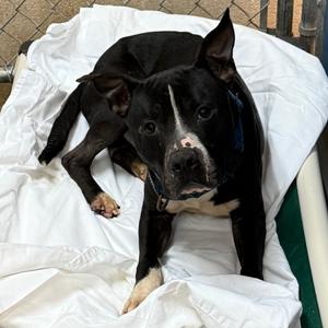 Weasel, Mixed Breed (Medium), adult, available for adoption