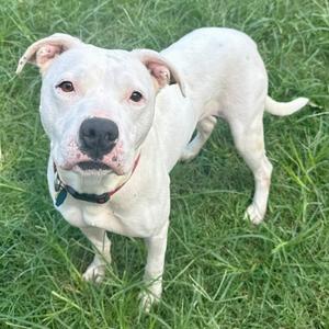 Chloe, Mixed Breed (Large), adult, available for adoption