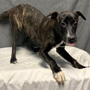 Bee, Mixed Breed (Small), puppy, available for adoption