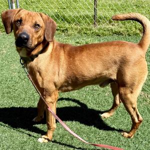 Duke, Mixed Breed (Medium), adult, available for adoption