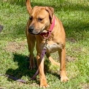 HOOCH, Mixed Breed (Medium), adult, available for adoption
