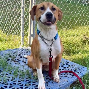 Caramel, Mixed Breed (Medium), adult, available for adoption