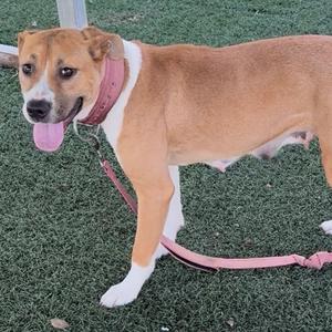 Caramel, Mixed Breed (Medium), adult, available for adoption