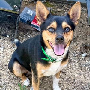 Jabarkis, Mixed Breed (Small), adult, available for adoption