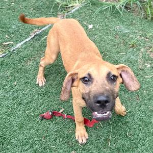 A brown puppy with floppy ears standing on grass, looking up with a happy expression.