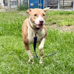 Keri, Mixed Breed (Medium), adult, available for adoption