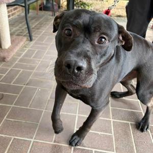 TURNER, Mixed Breed (Medium), adult, available for adoption
