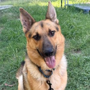 A German Shepherd dog sitting on grass with its tongue out, wearing a collar.