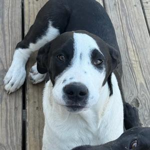 Big Bend, Mixed Breed (Large), young, available for adoption