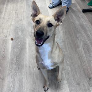 A tan dog with white chest fur and large ears sits on a light-colored wooden floor, looking up with its mouth open and tongue visible.