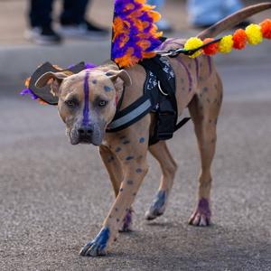 Ryker, Terrier, Pit Bull, adult, available for adoption