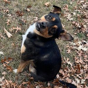 Smiley, Mixed Breed (Medium), adult, available for adoption