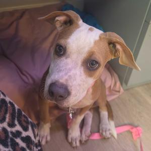 A brown and white dog with floppy ears sitting on a leopard print blanket, wearing a pink collar.