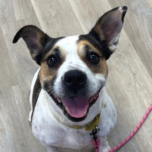 Cookie Dough, Terrier, American Pit Bull, adult, available for adoption