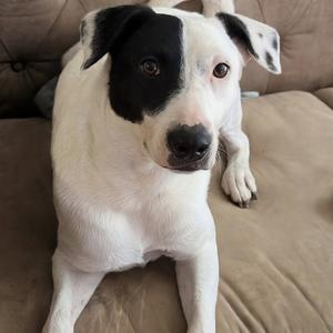 Dionysus, Terrier, Rat, adult, available for adoption