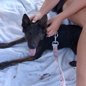 Sparky, Terrier, young, available for adoption