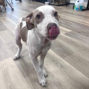 A light-colored puppy with brown patches on its ears and back, standing on a wooden floor and licking its nose.