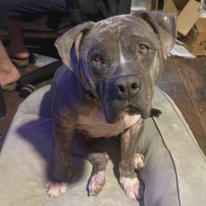 Roxanne, Mastiff, Cane Corso, adult, available for adoption