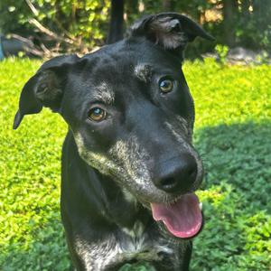 Charlene, Cattle Dog, young, available for adoption