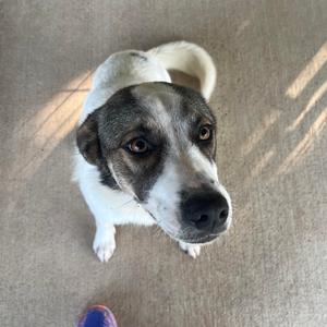 A medium shot of a white and grey dog looking up at the camera.