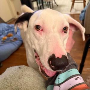 Eddy, Retriever, Labrador, adult, available for adoption
