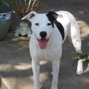 A white dog with black patches on its back and ears, standing on a concrete surface with its tongue out, looking at the camera.