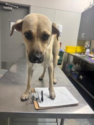 Cynthia, Terrier Mix, adult, available for adoption