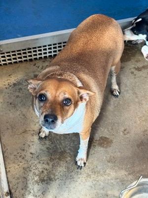 A brown and white dog standing on a concrete floor, looking up at the camera.
