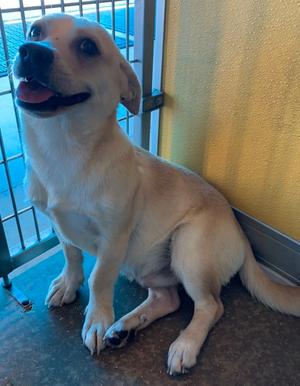 Coal, Chihuahua - Smooth Coated Mix, adult, available for adoption
