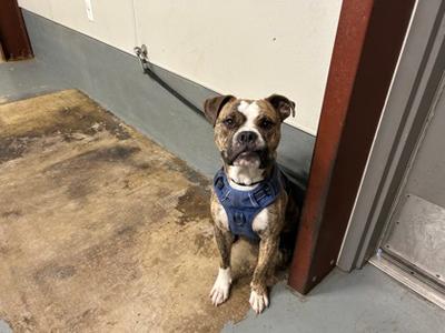 BLU, Bulldog Mix, adult, available for adoption