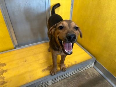 auggie, American Pit Bull Terrier Mix, young, available for adoption