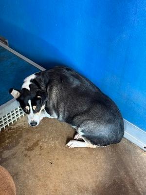 Blossom, Terrier Mix, available for adoption