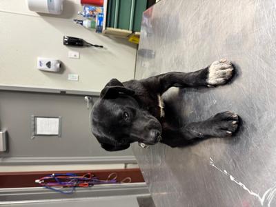 Casper, Terrier Mix, young, available for adoption