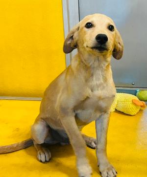Donny, Hound and Labrador Retriever, young, available for adoption